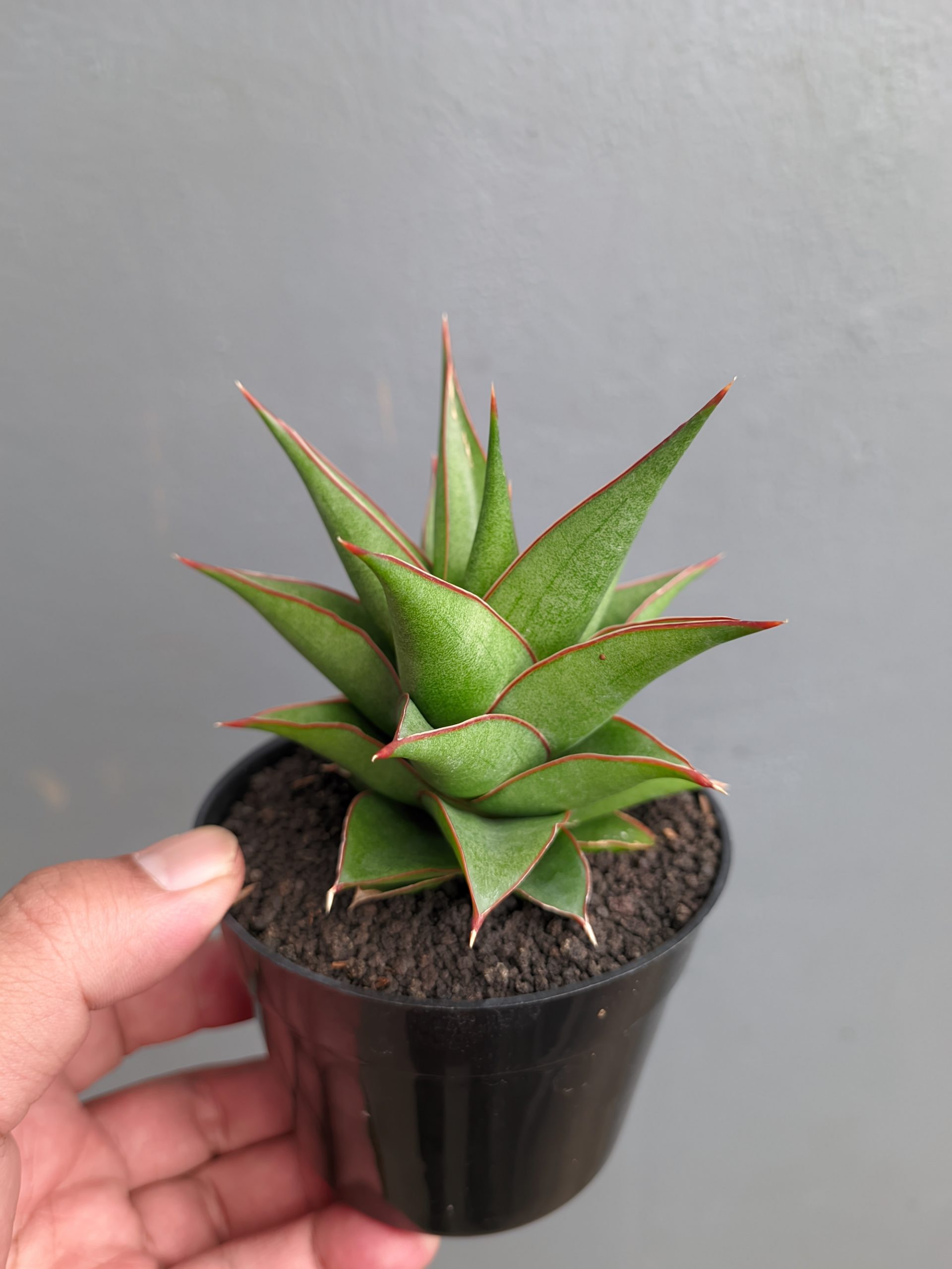 1282. Sansevieria Theodora - Image 16