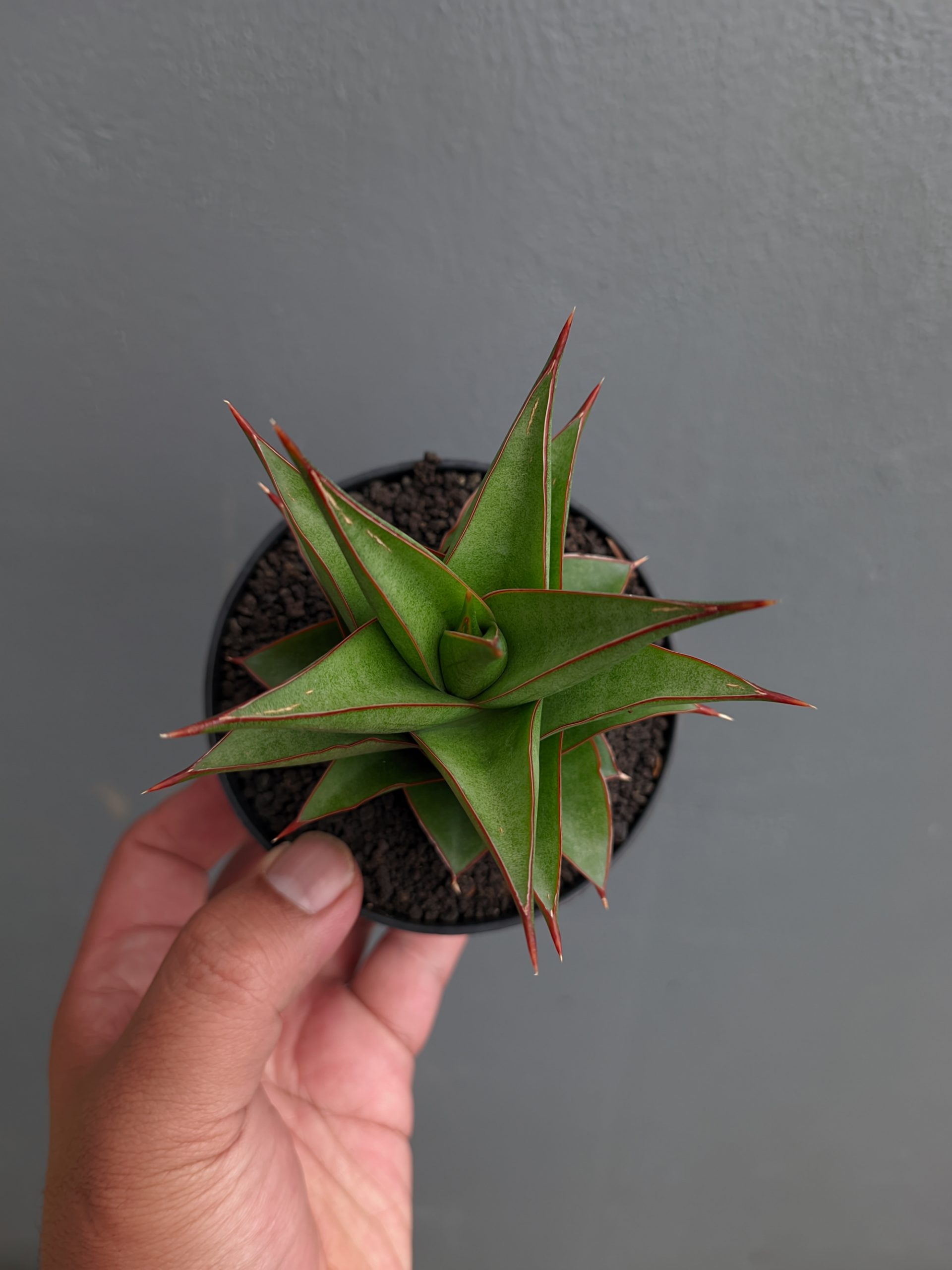 1282. Sansevieria Theodora - Image 7