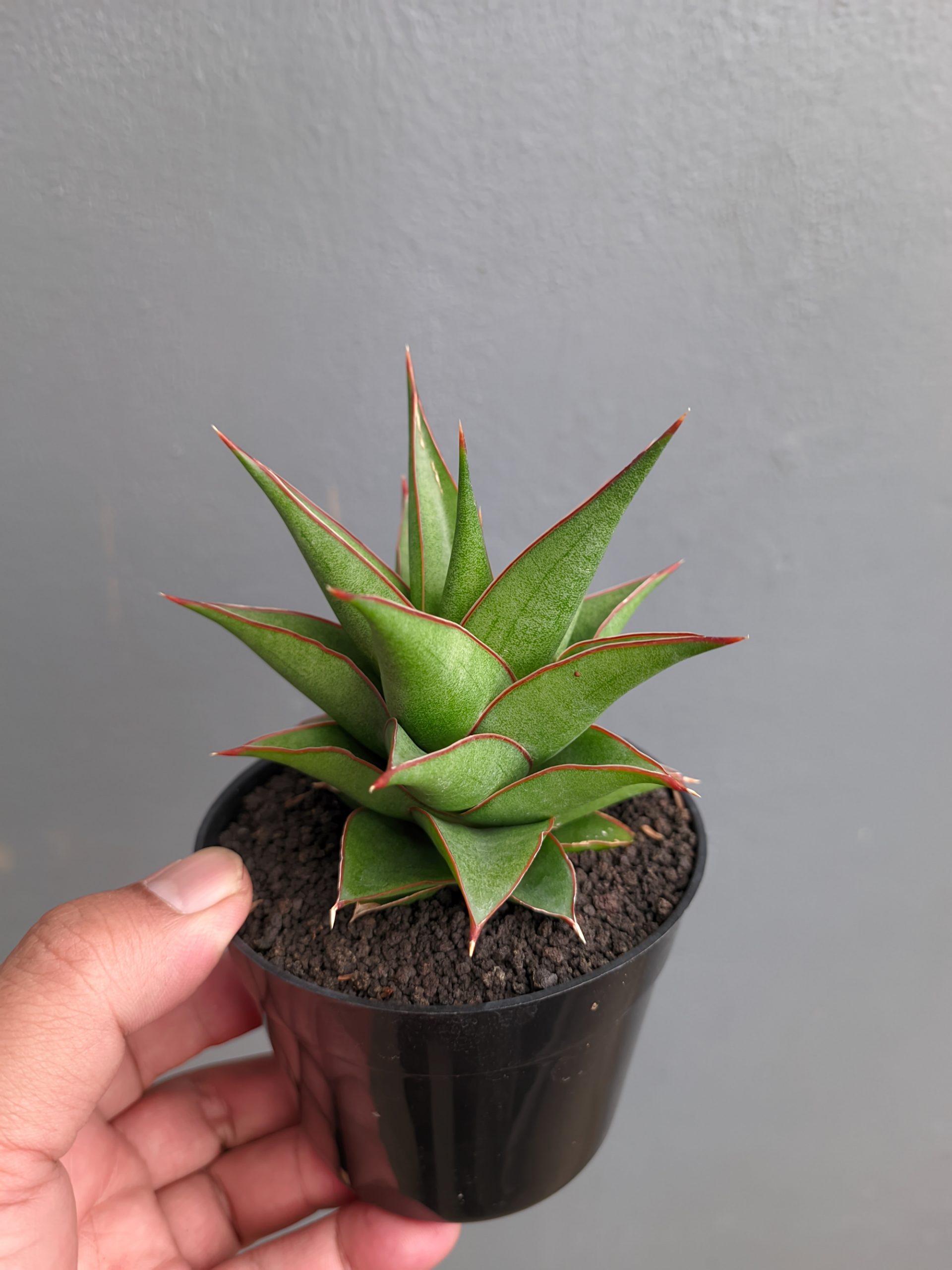 1282. Sansevieria Theodora - Image 6