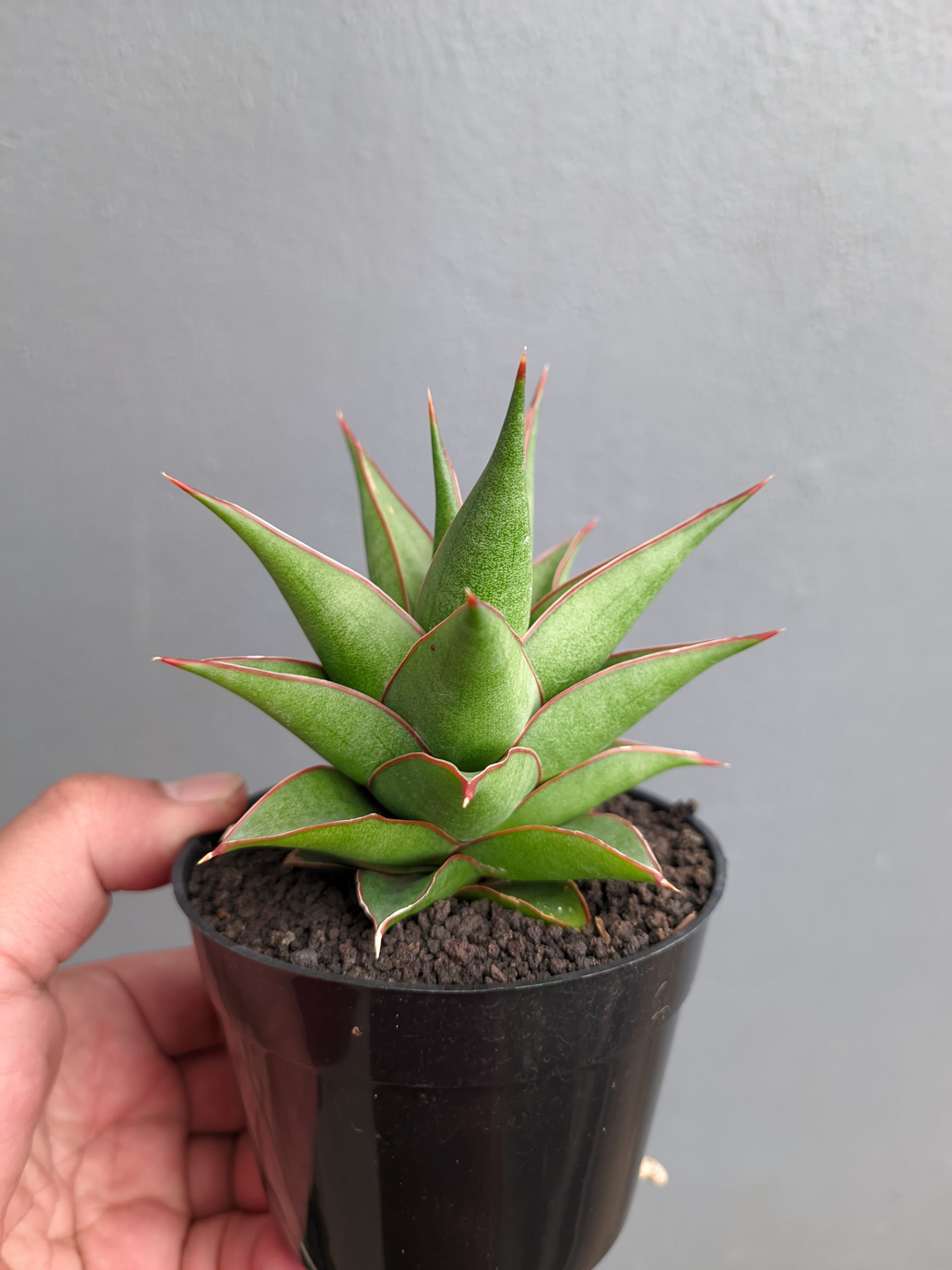 1282. Sansevieria Theodora - Image 5