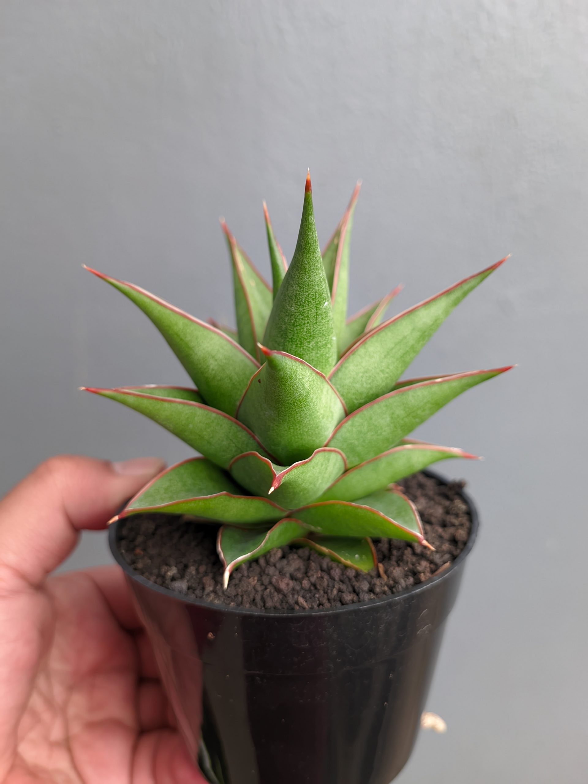 1282. Sansevieria Theodora - Image 4