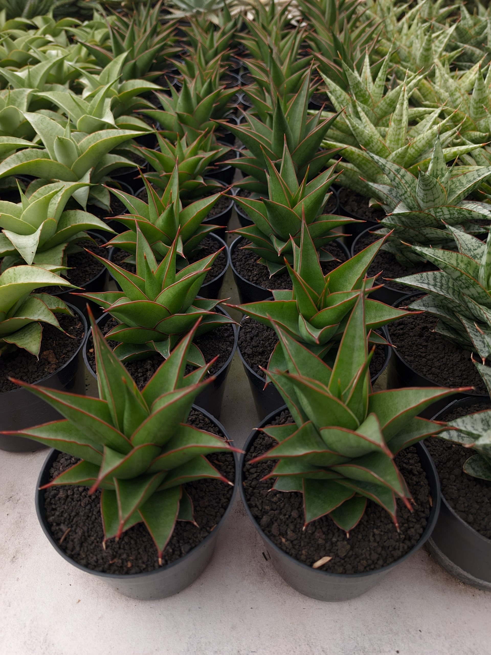 1282. Sansevieria Theodora - Image 2