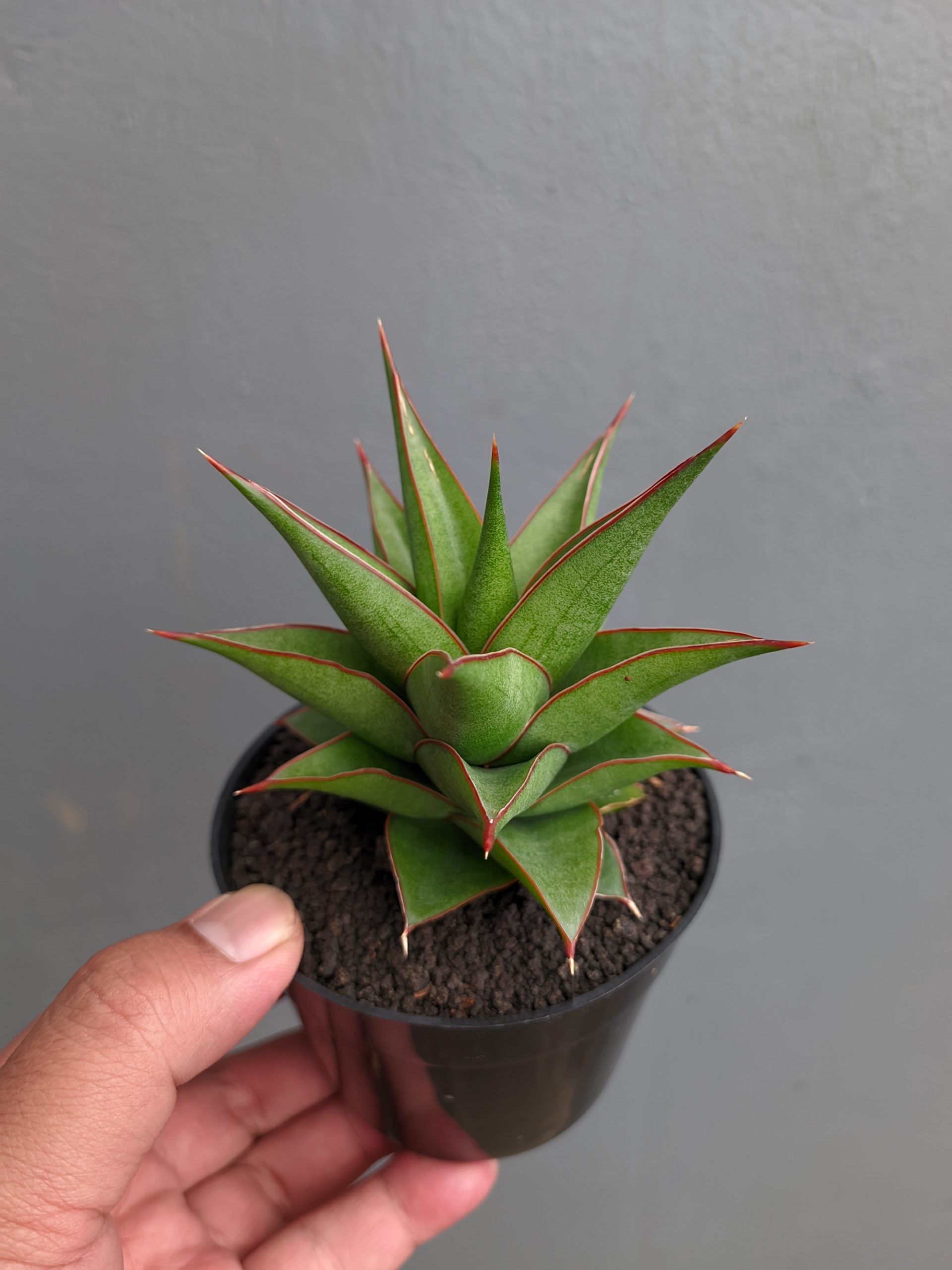 1282. Sansevieria Theodora - Image 15