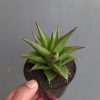 1282. Sansevieria Theodora