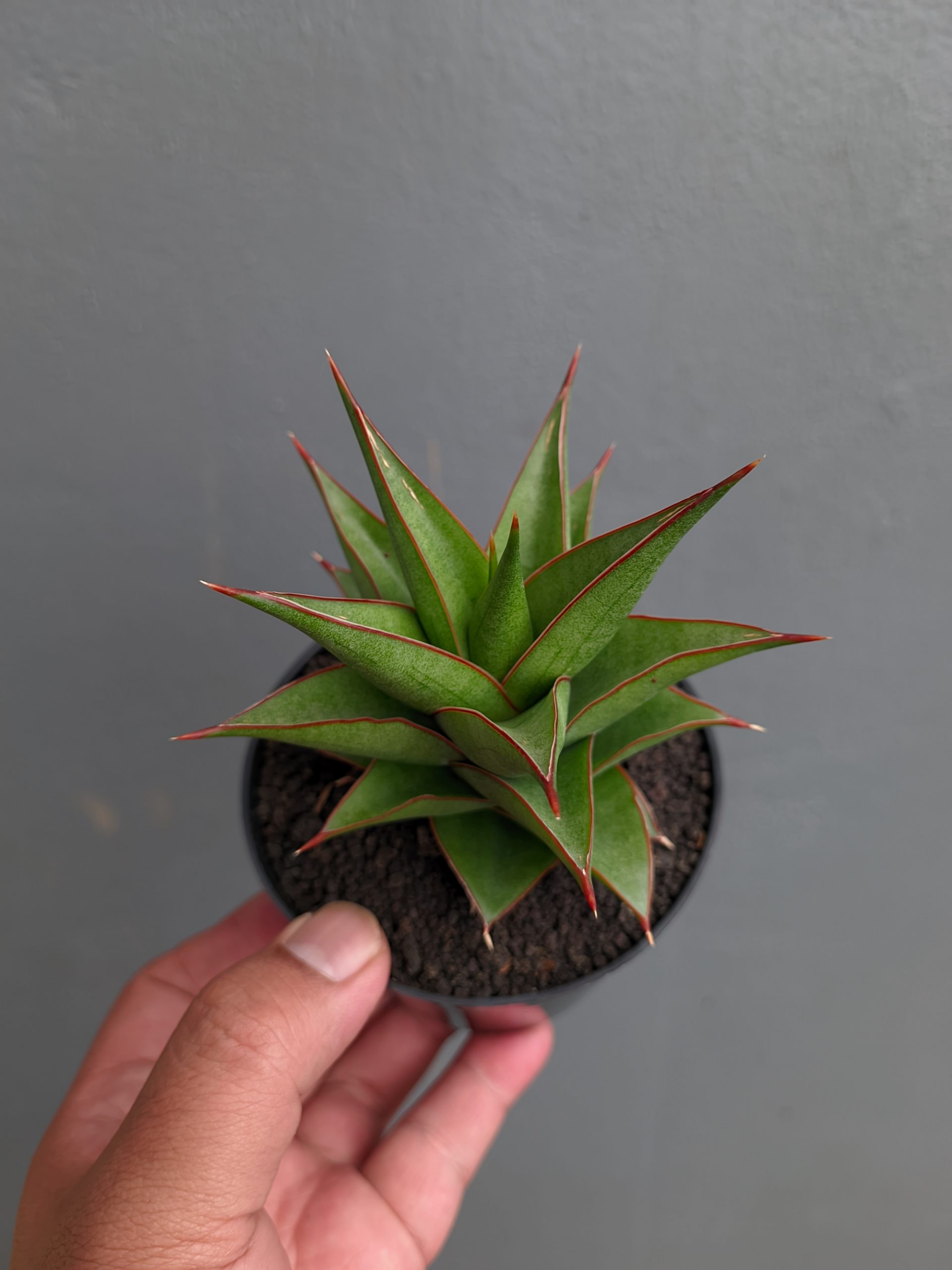 1282. Sansevieria Theodora - Image 13