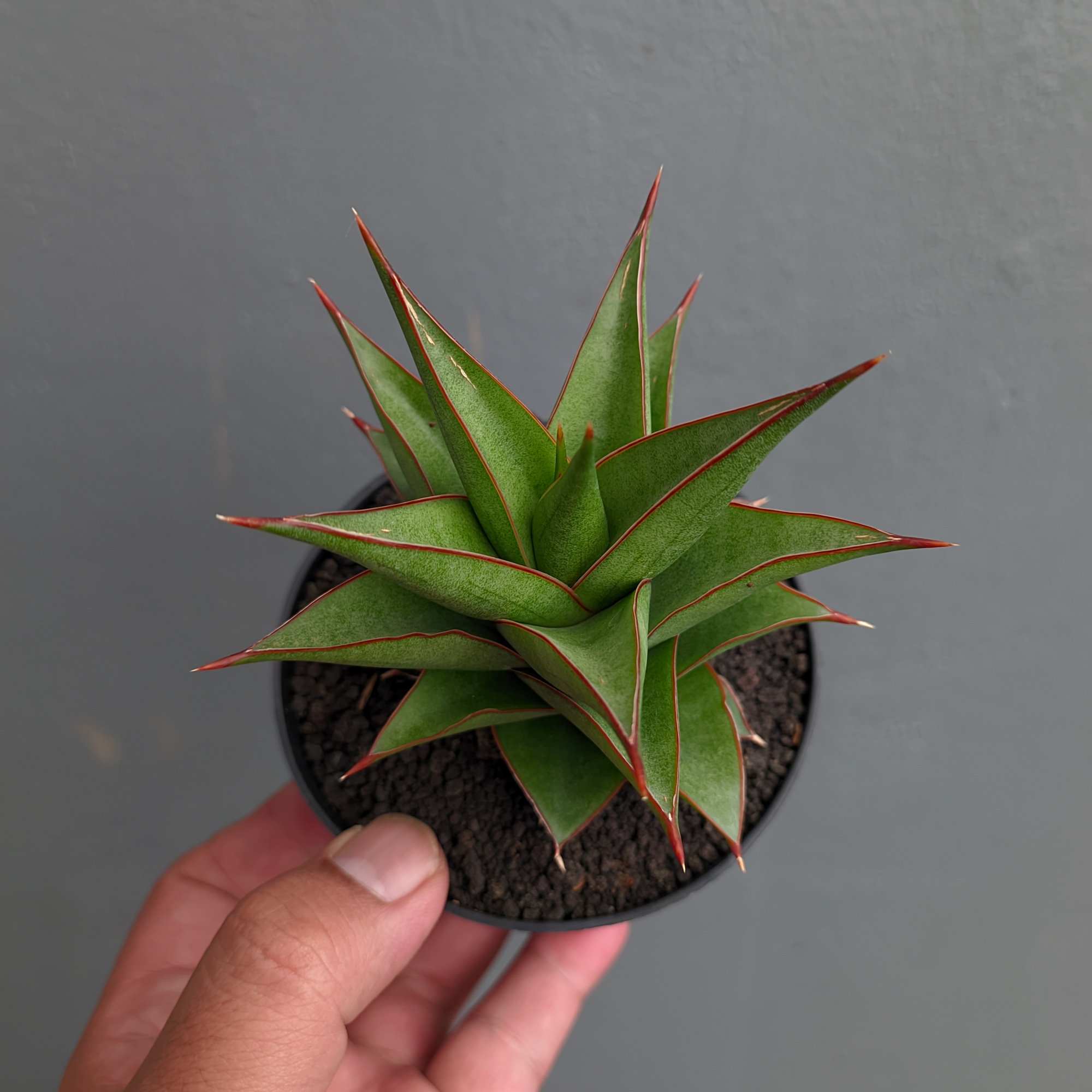 1282. Sansevieria Theodora - Image 12