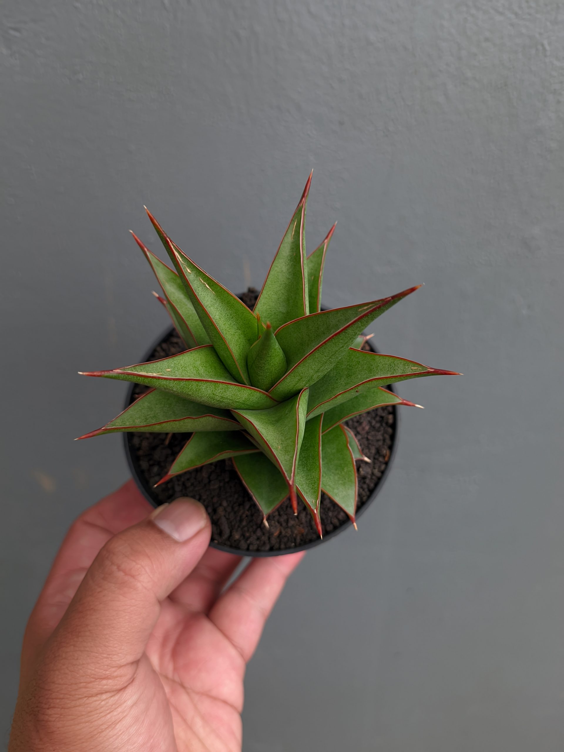 1282. Sansevieria Theodora - Image 11