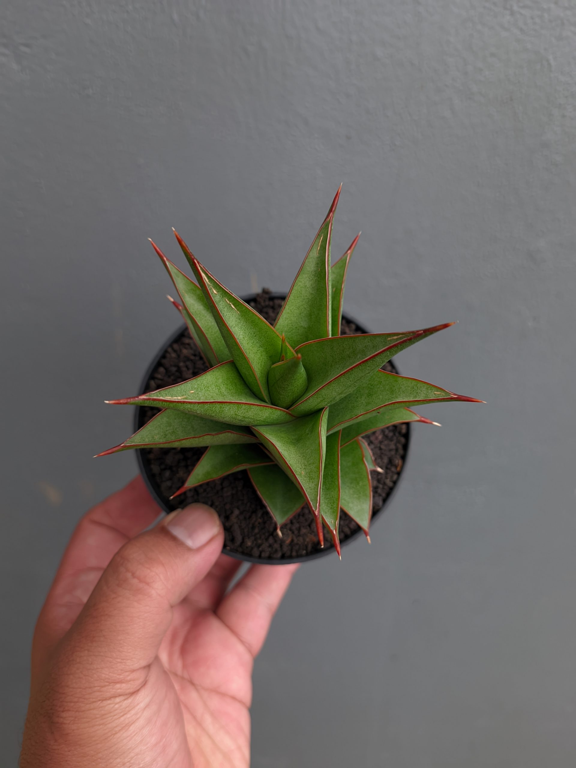 1282. Sansevieria Theodora - Image 10