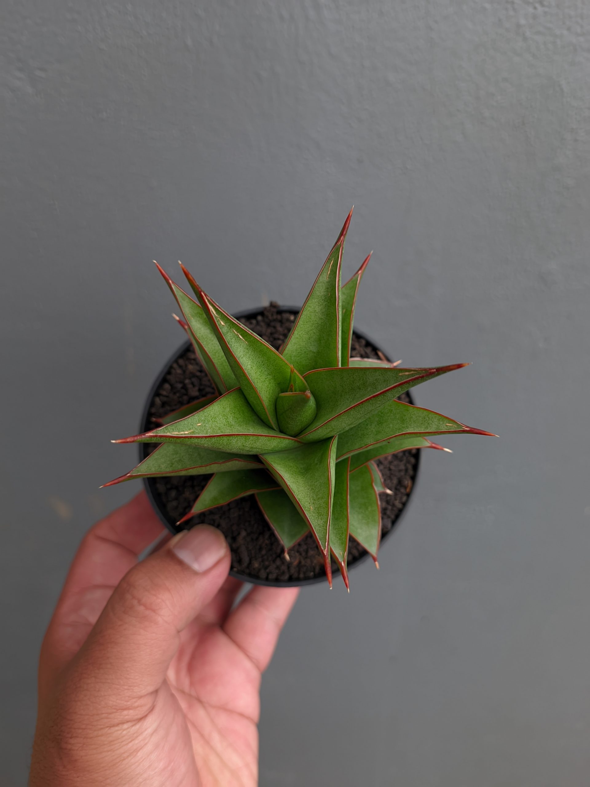1282. Sansevieria Theodora - Image 9