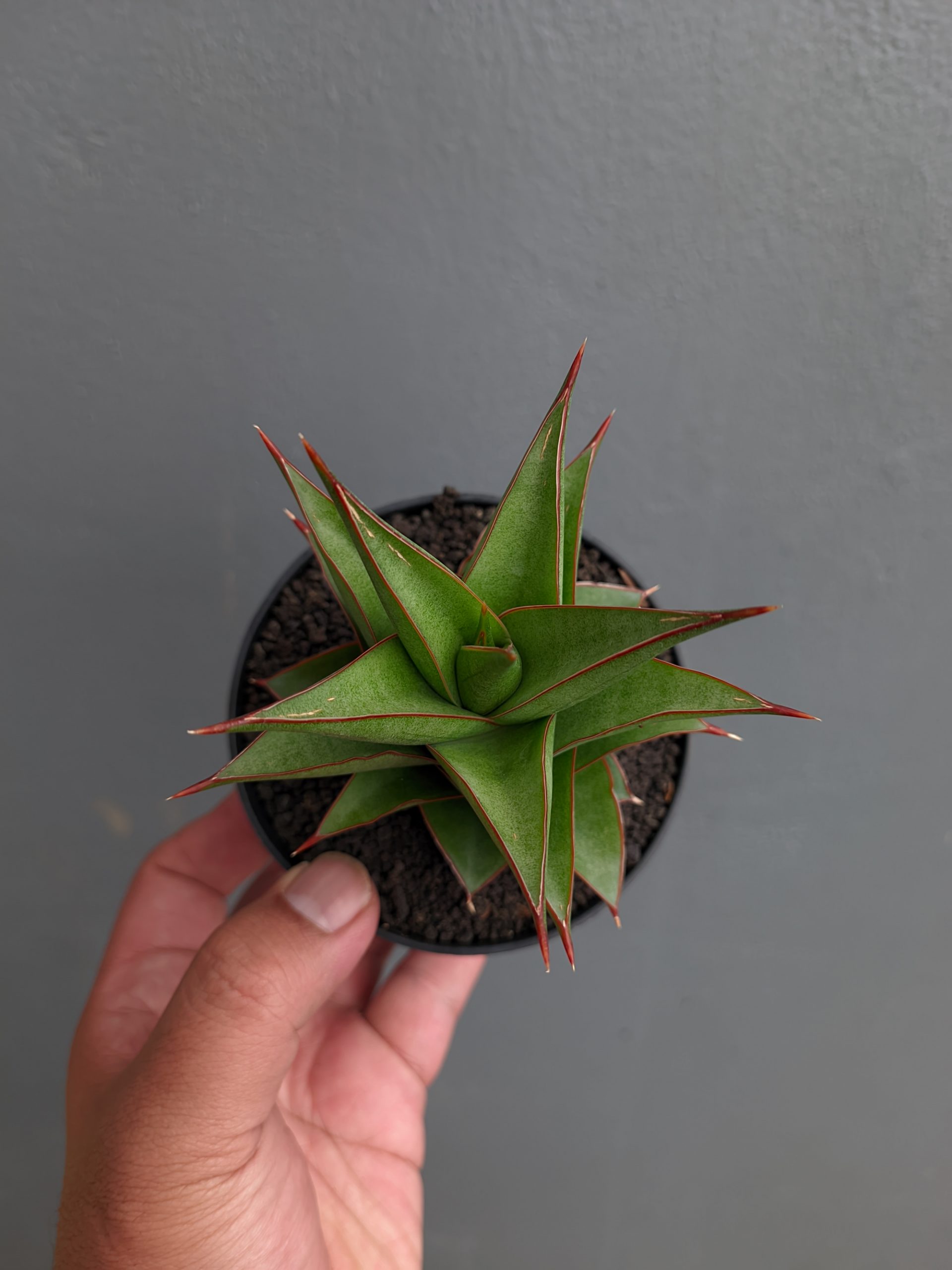 1282. Sansevieria Theodora - Image 8
