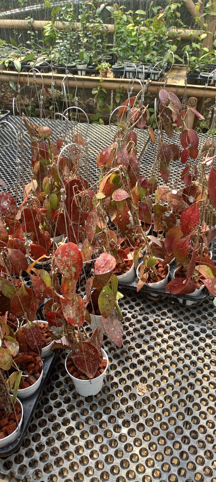 1284. Hoya Benchaii Red - Image 3