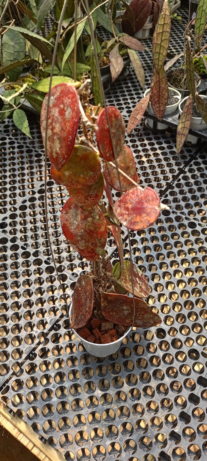 1284. Hoya Benchaii Red - Image 2