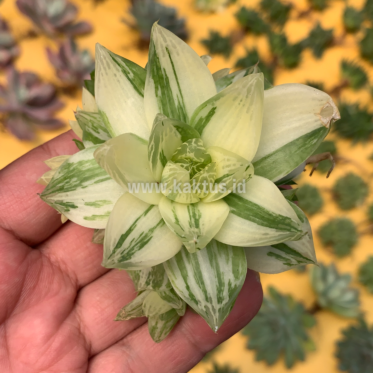 129. Haworthia Cymbiformis Variegated - Image 2