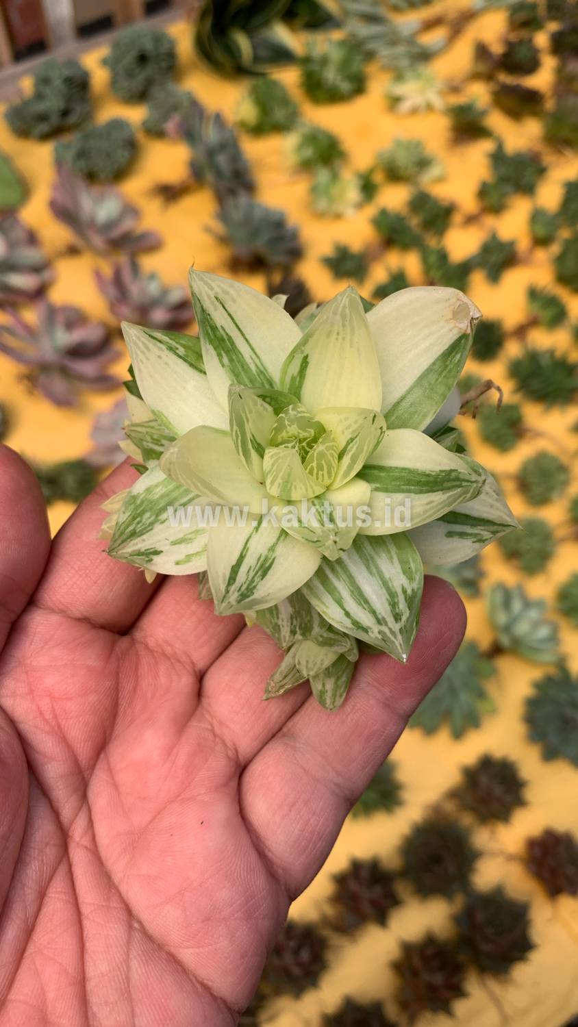 129. Haworthia Cymbiformis Variegated - Image 13