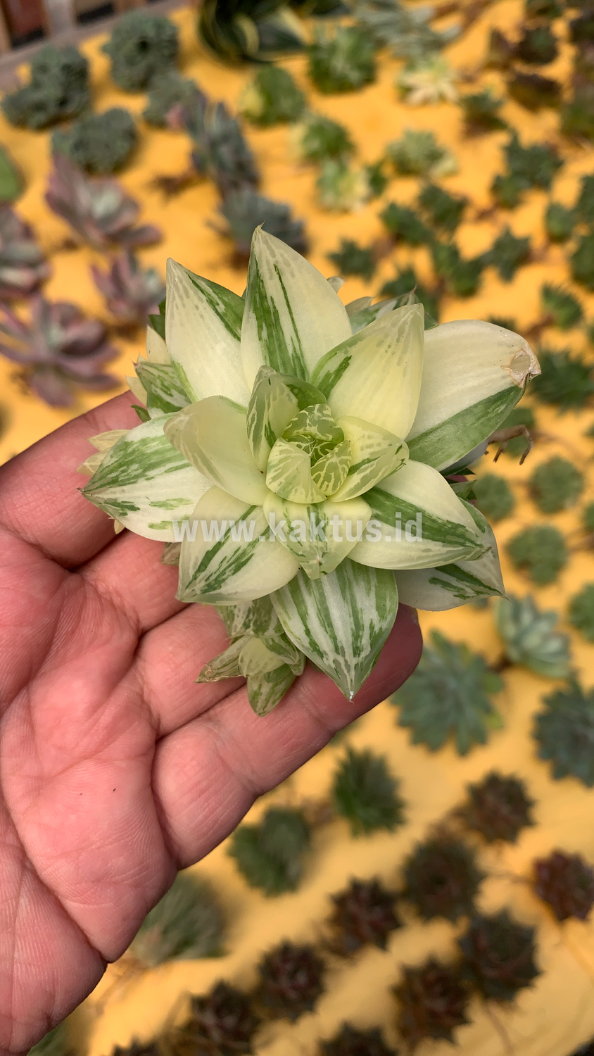 129. Haworthia Cymbiformis Variegated - Image 12