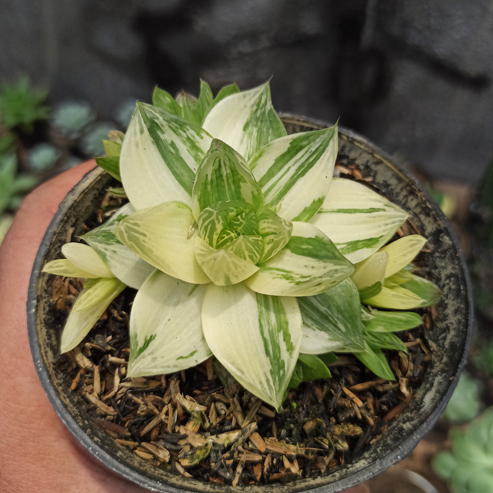 129. Haworthia Cymbiformis Variegated - Image 6