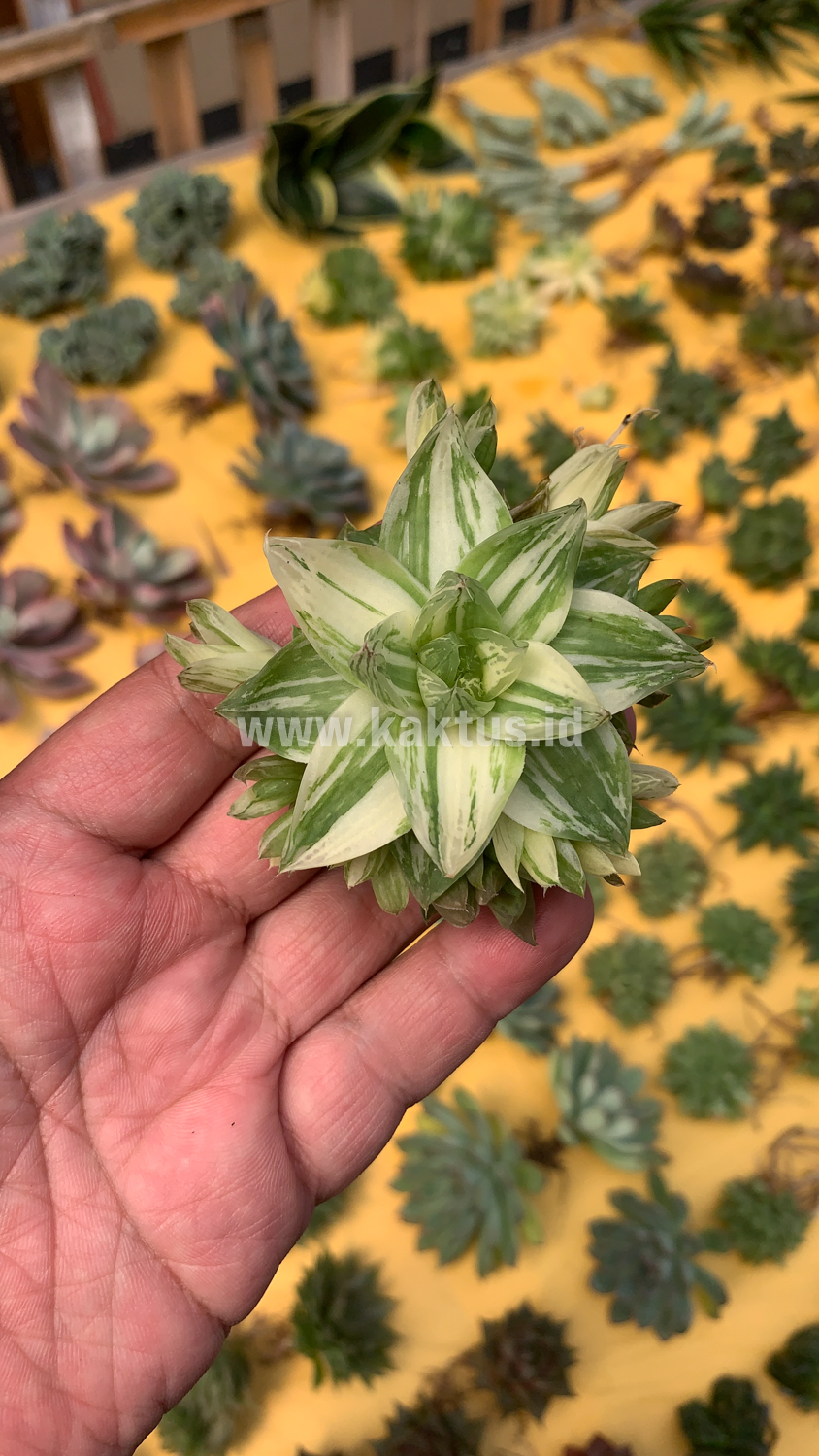 129. Haworthia Cymbiformis Variegated - Image 3