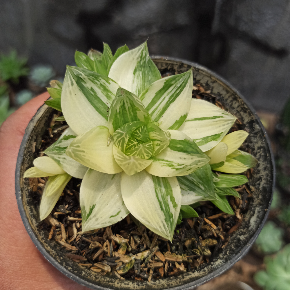 129. Haworthia Cymbiformis Variegated - Image 8