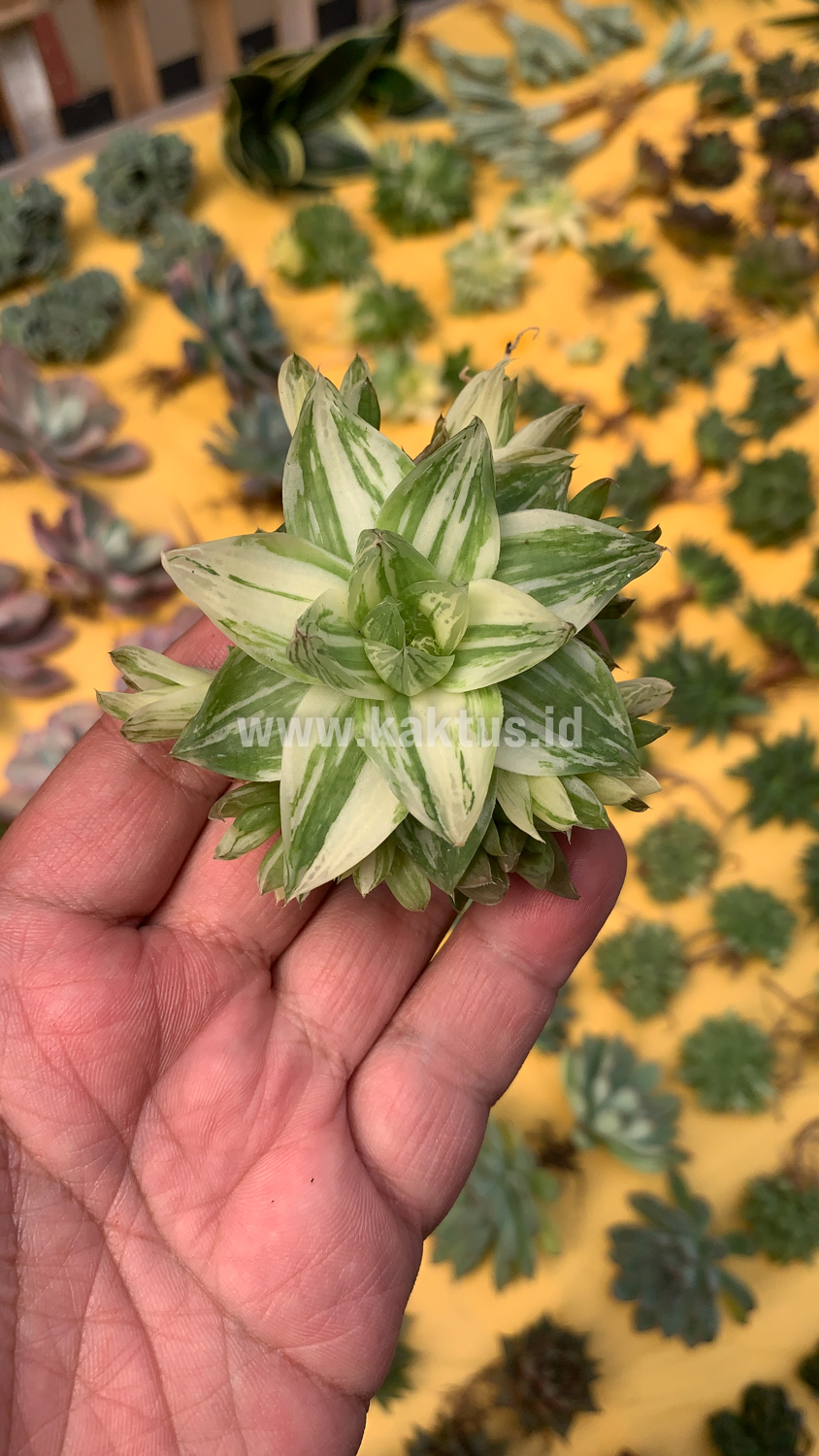 129. Haworthia Cymbiformis Variegated - Image 11