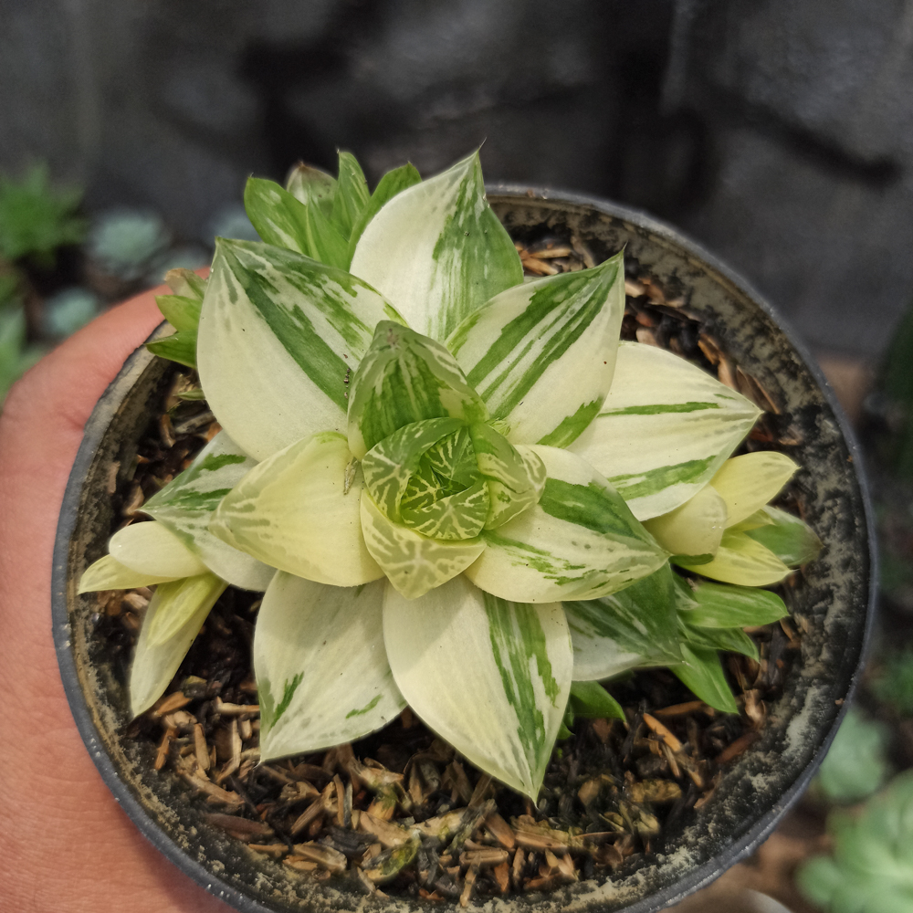 129. Haworthia Cymbiformis Variegated - Image 7