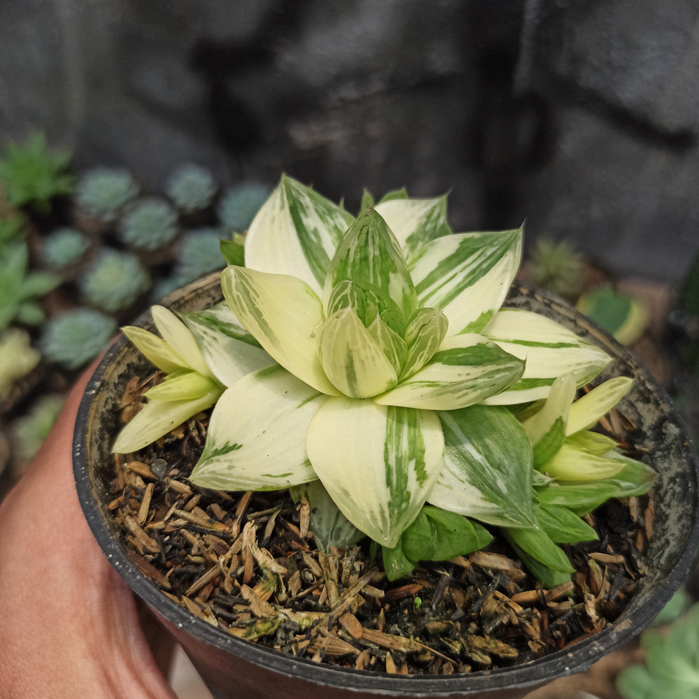 129. Haworthia Cymbiformis Variegated - Image 4