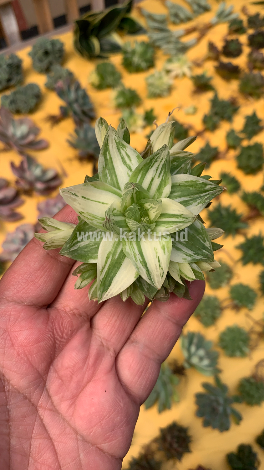 129. Haworthia Cymbiformis Variegated - Image 10