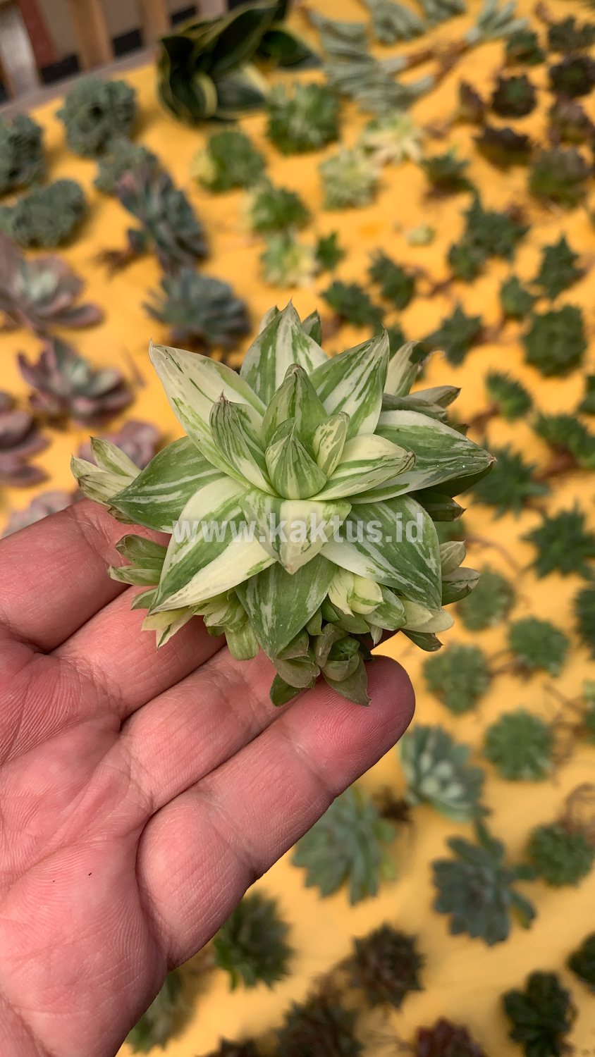 129. Haworthia Cymbiformis Variegated - Image 9