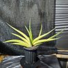 1290. Sansevieria Paten Variegated Size 60 Cm