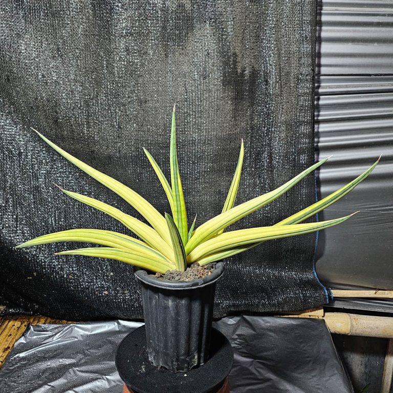 1290. Sansevieria Paten Variegated Size 60 Cm