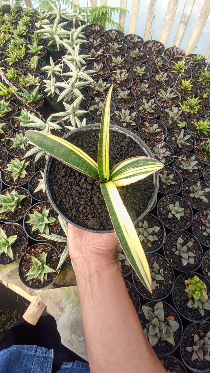 1291. Sansevieria Somaliensis Variegated - Image 10