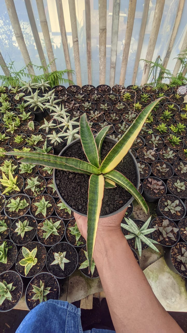1291. Sansevieria Somaliensis Variegated - Image 9