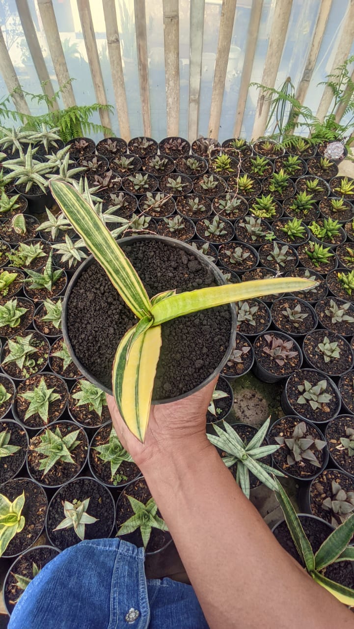 1291. Sansevieria Somaliensis Variegated - Image 11