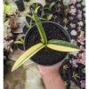 1291. Sansevieria Somaliensis Variegated