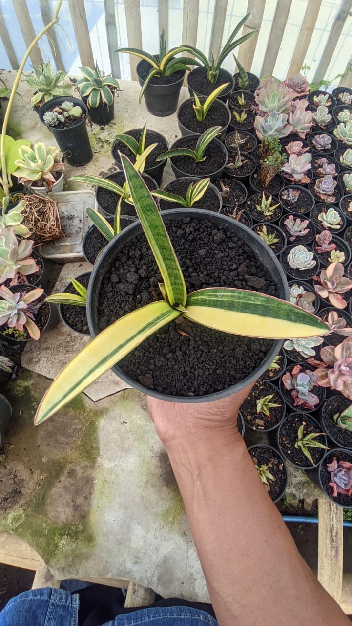 1291. Sansevieria Somaliensis Variegated - Image 6