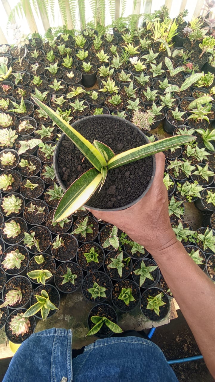 1291. Sansevieria Somaliensis Variegated - Image 3