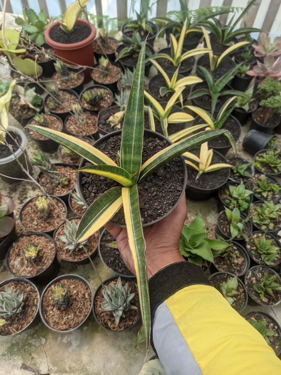 1291. Sansevieria Somaliensis Variegated - Image 8