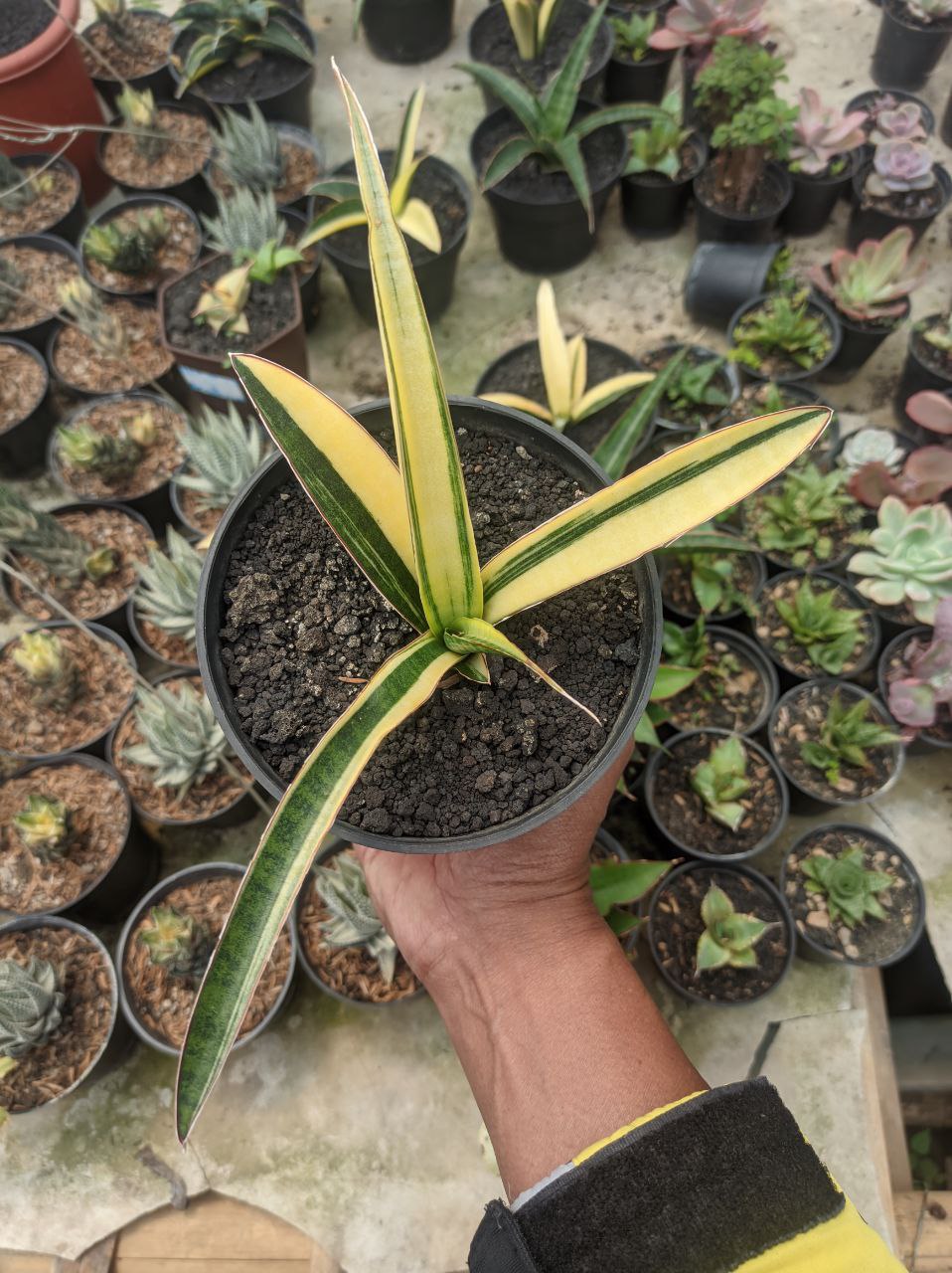 1291. Sansevieria Somaliensis Variegated - Image 4