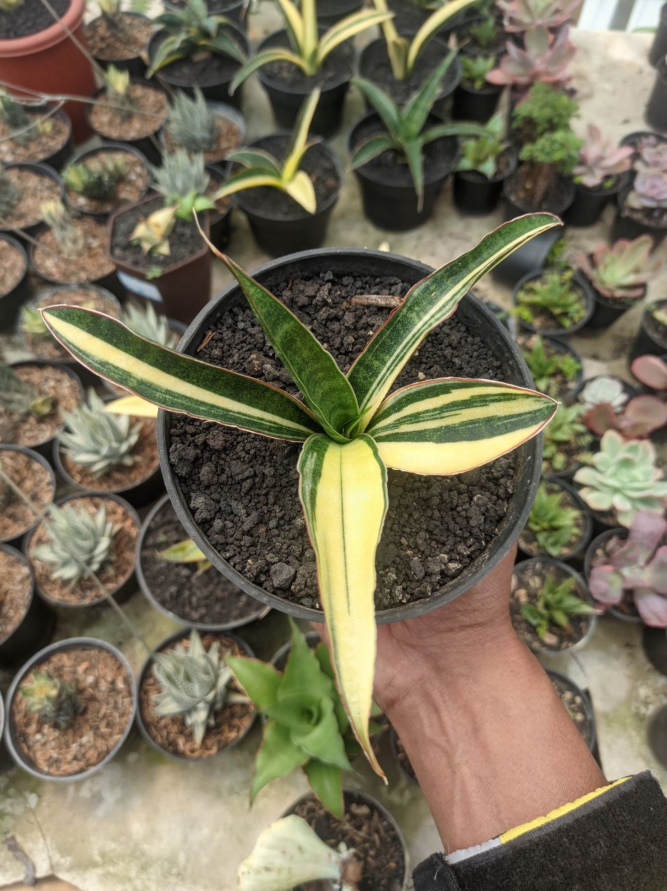 1291. Sansevieria Somaliensis Variegated - Image 2