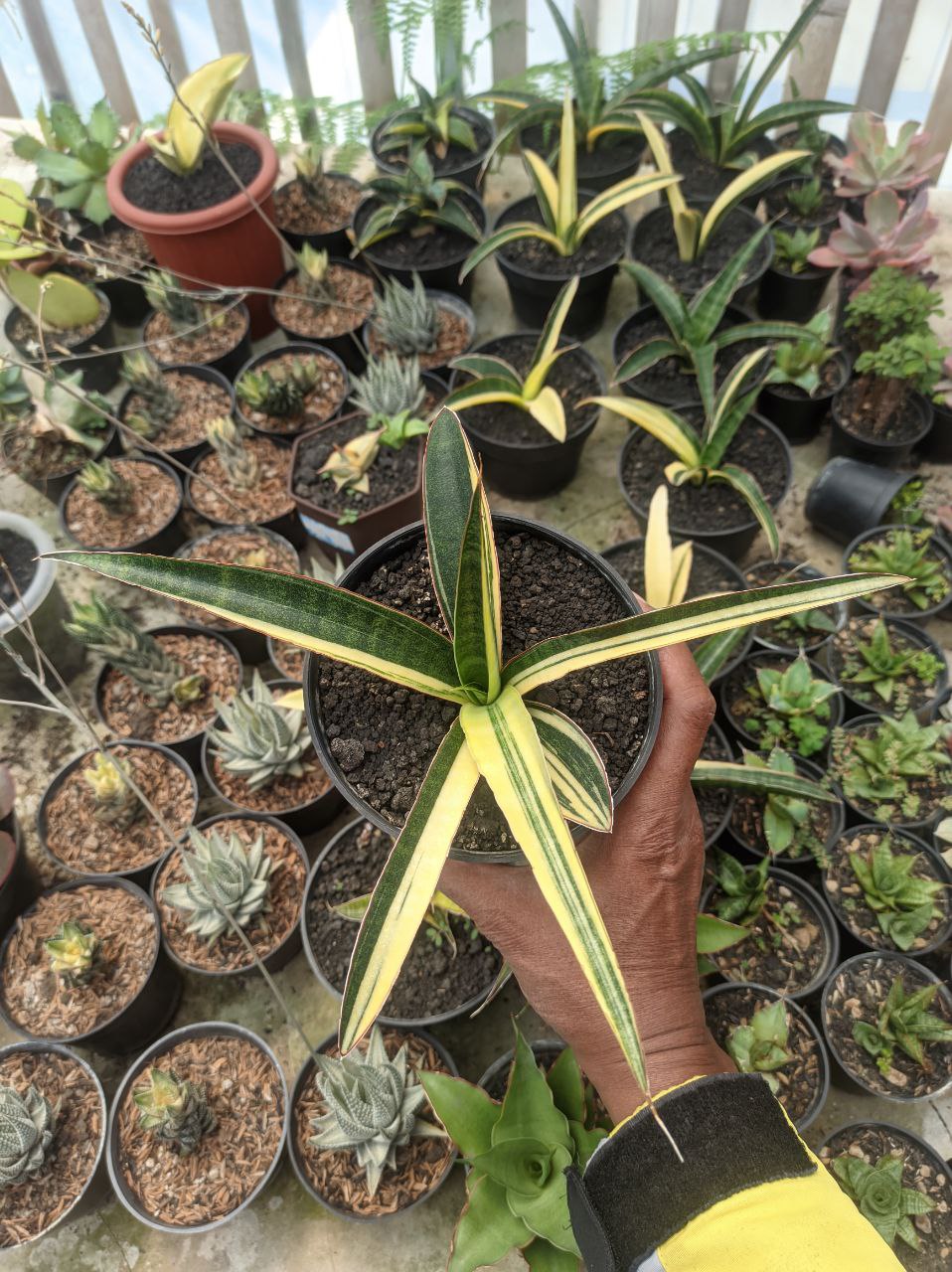 1291. Sansevieria Somaliensis Variegated - Image 5