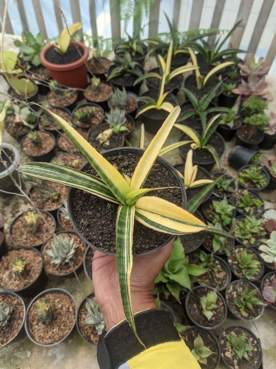 1291. Sansevieria Somaliensis Variegated - Image 7