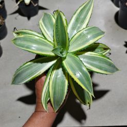 Alternative view of 1292. Agave Guingolea Mediopicta