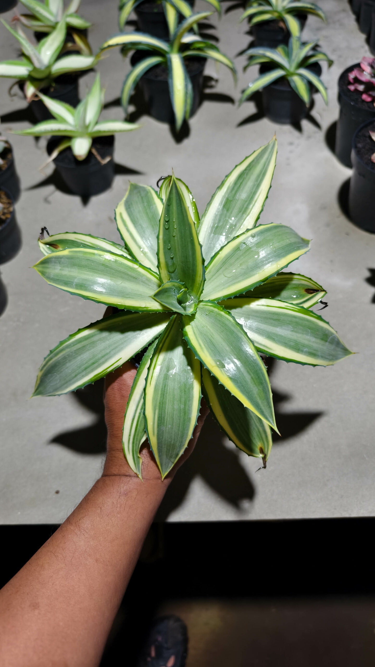 1292. Agave Guingolea Mediopicta - Image 2
