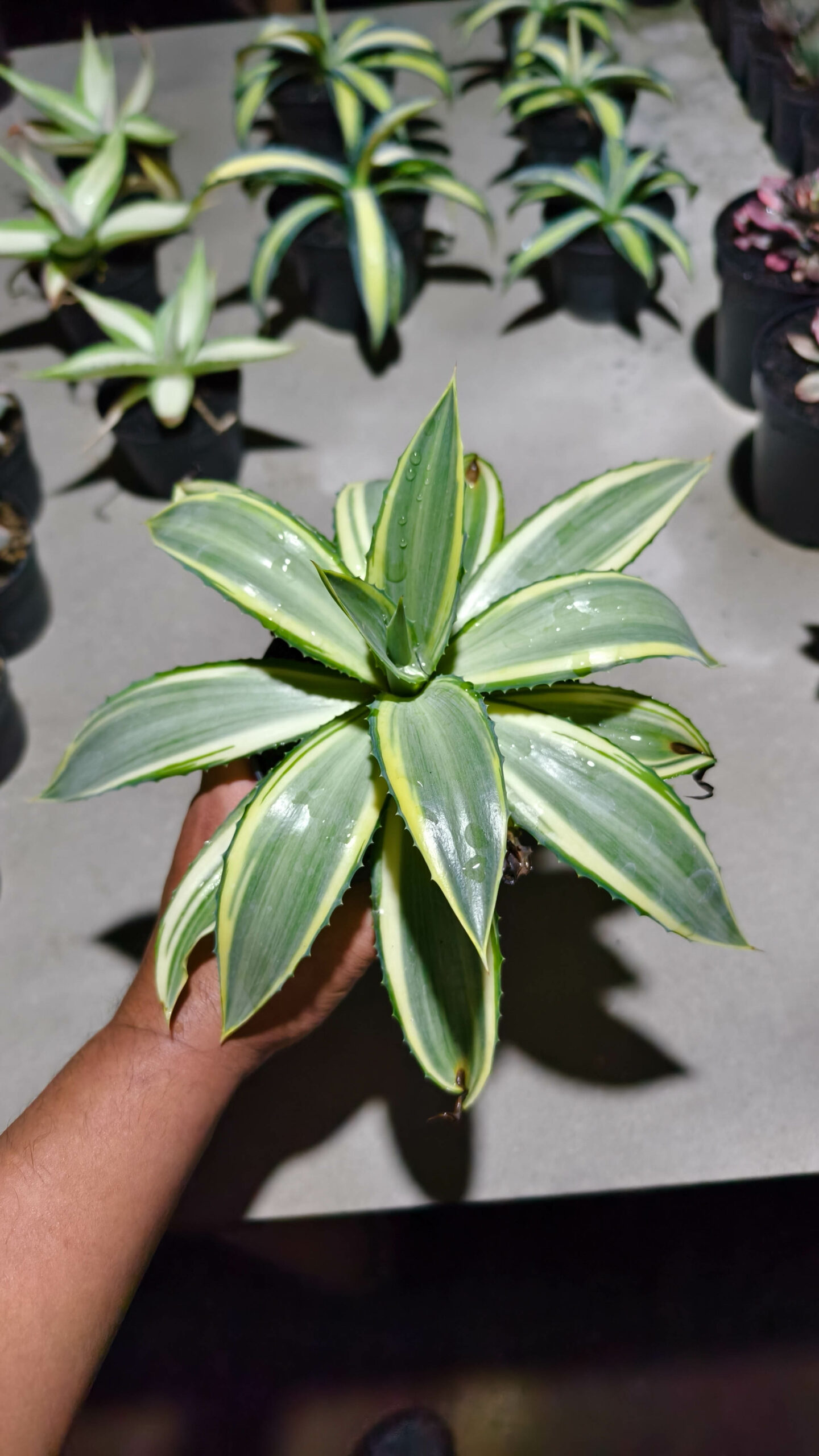 1292. Agave Guingolea Mediopicta - Image 11