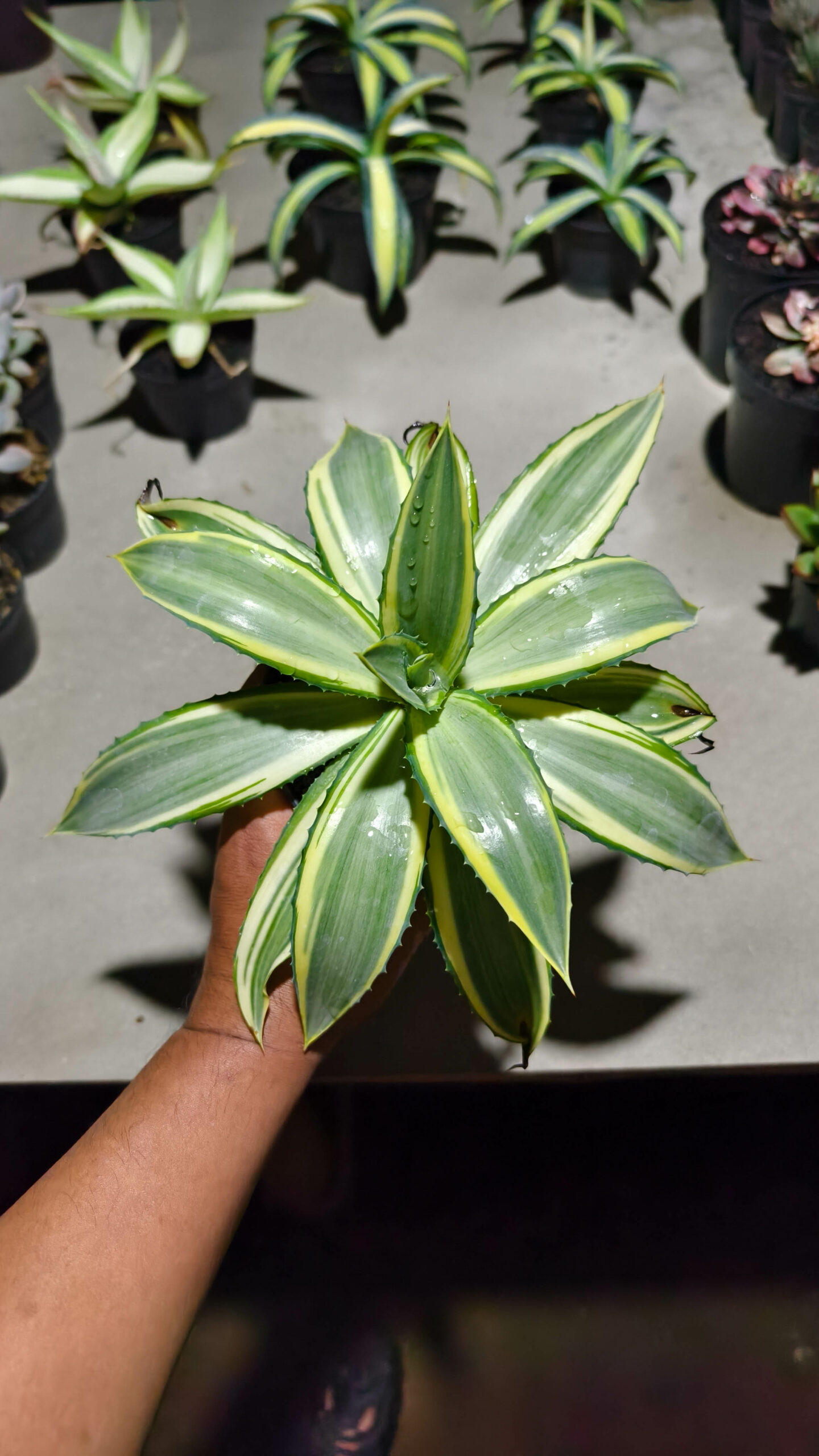 1292. Agave Guingolea Mediopicta - Image 12