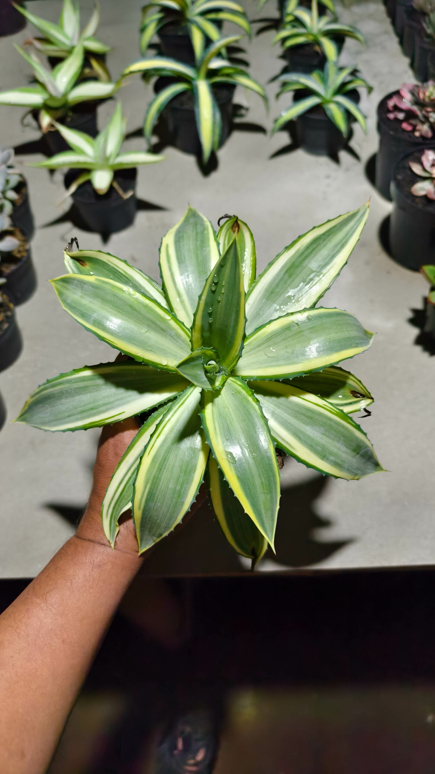 1292. Agave Guingolea Mediopicta - Image 13