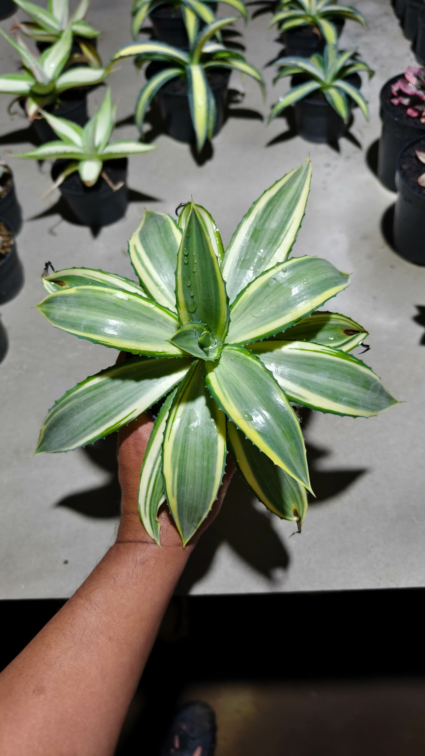 1292. Agave Guingolea Mediopicta - Image 3