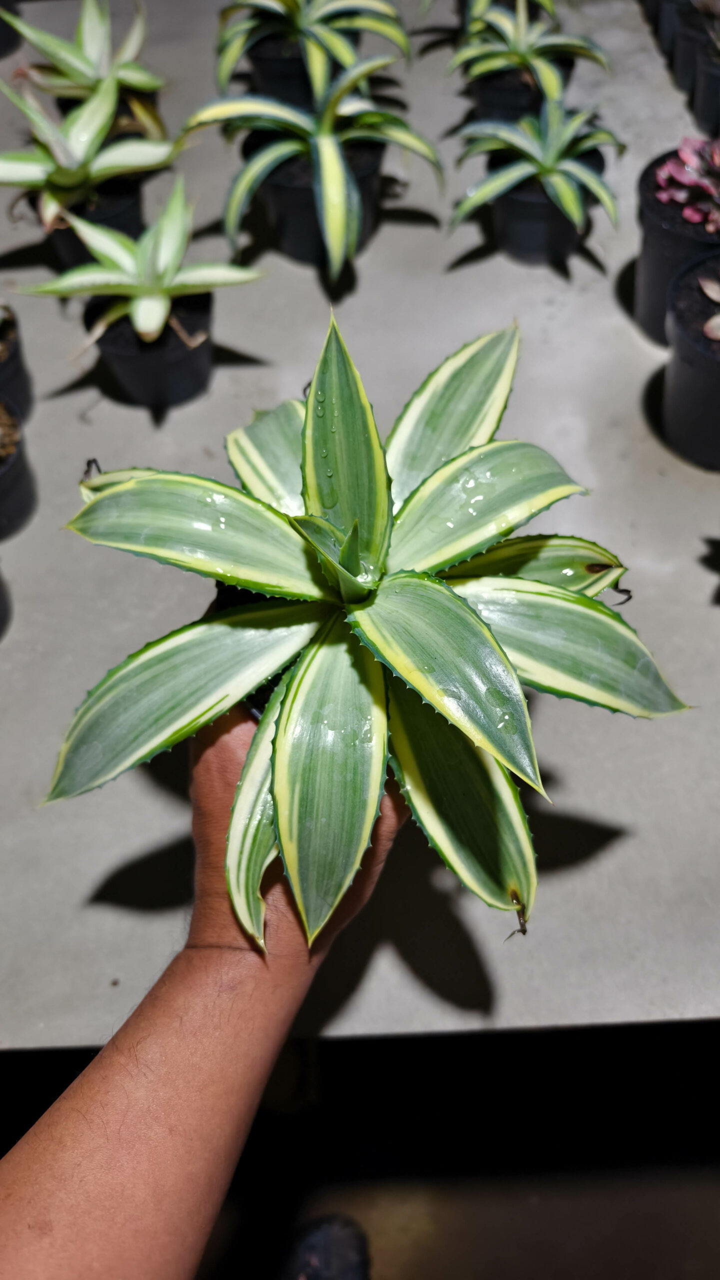 1292. Agave Guingolea Mediopicta - Image 4
