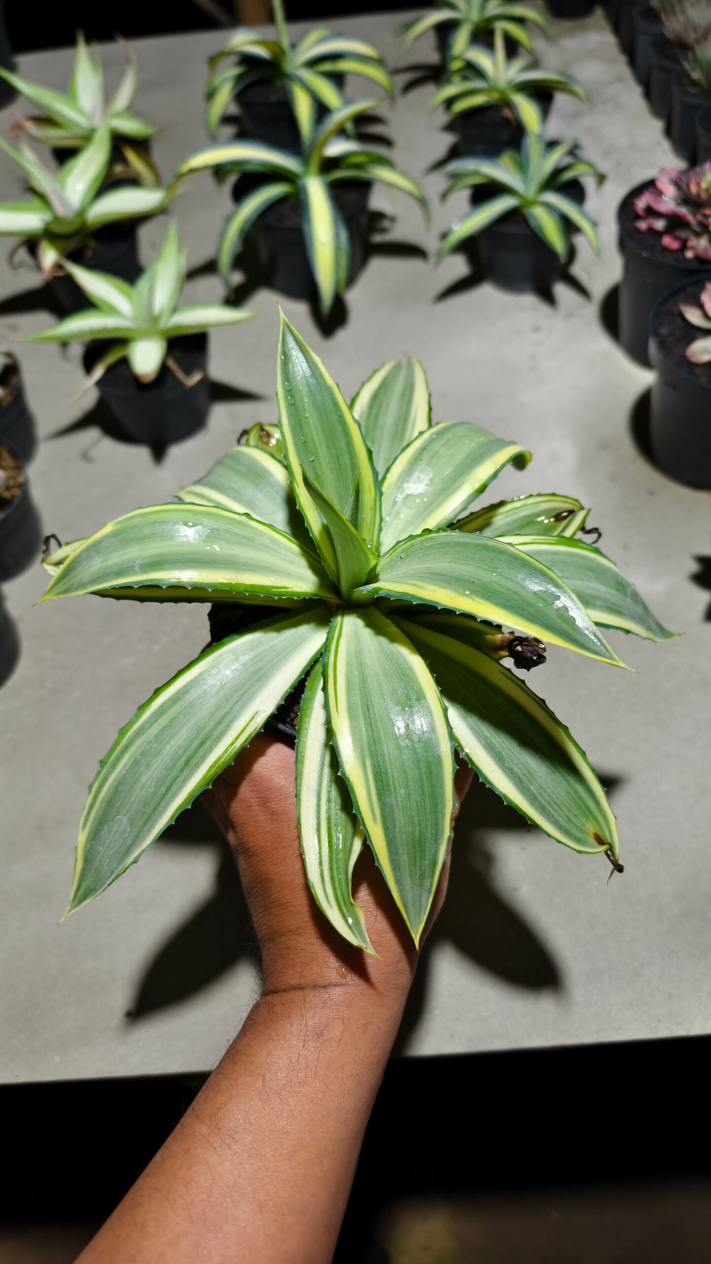 1292. Agave Guingolea Mediopicta - Image 5
