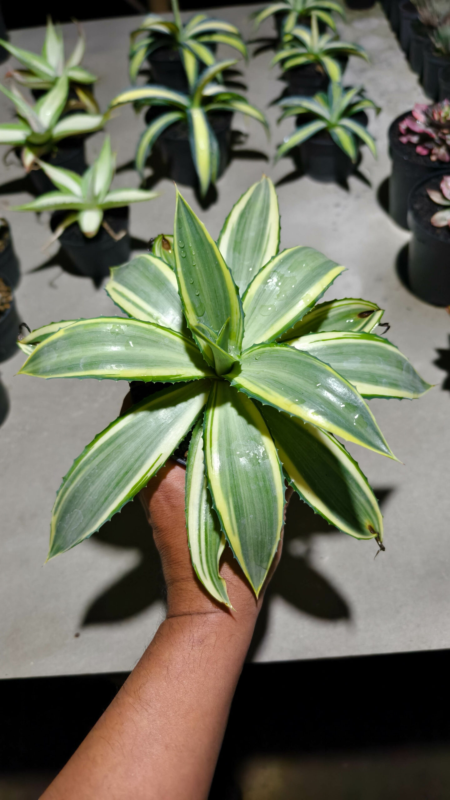 1292. Agave Guingolea Mediopicta - Image 6