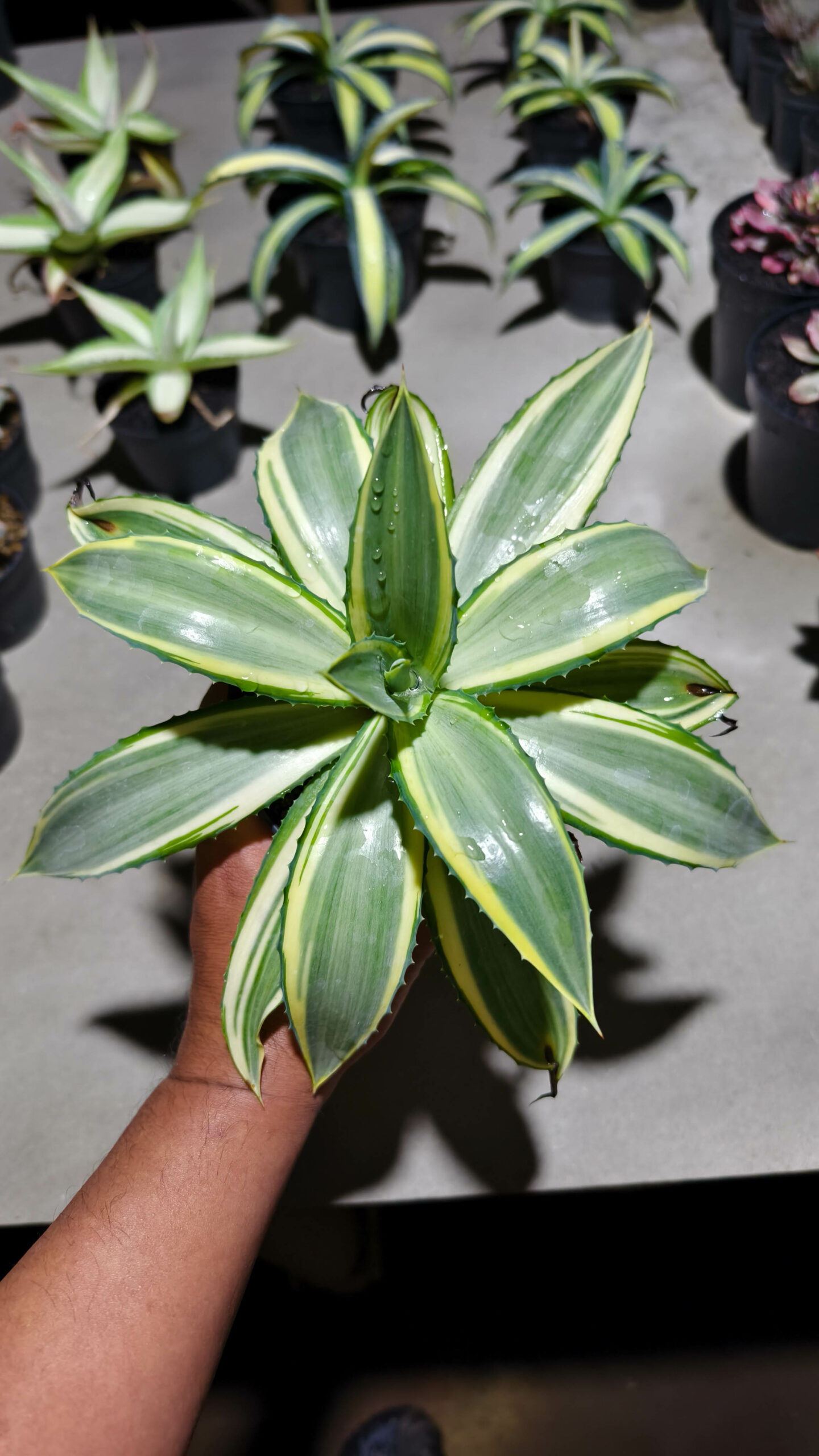 1292. Agave Guingolea Mediopicta - Image 7